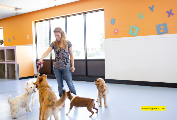 What should I look for during a visit to a dog daycare